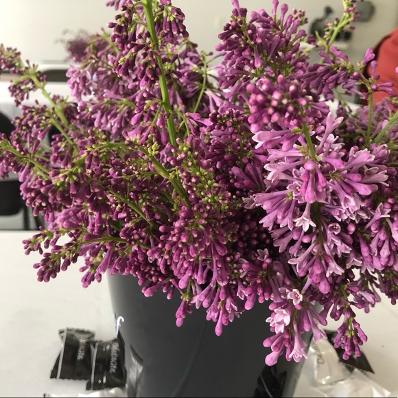 Meet your Posher, Adriana - Picture 1 of 1